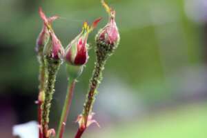 Pidocchi sui tuoi fiori? Come eliminare gli afidi con trattamenti naturali