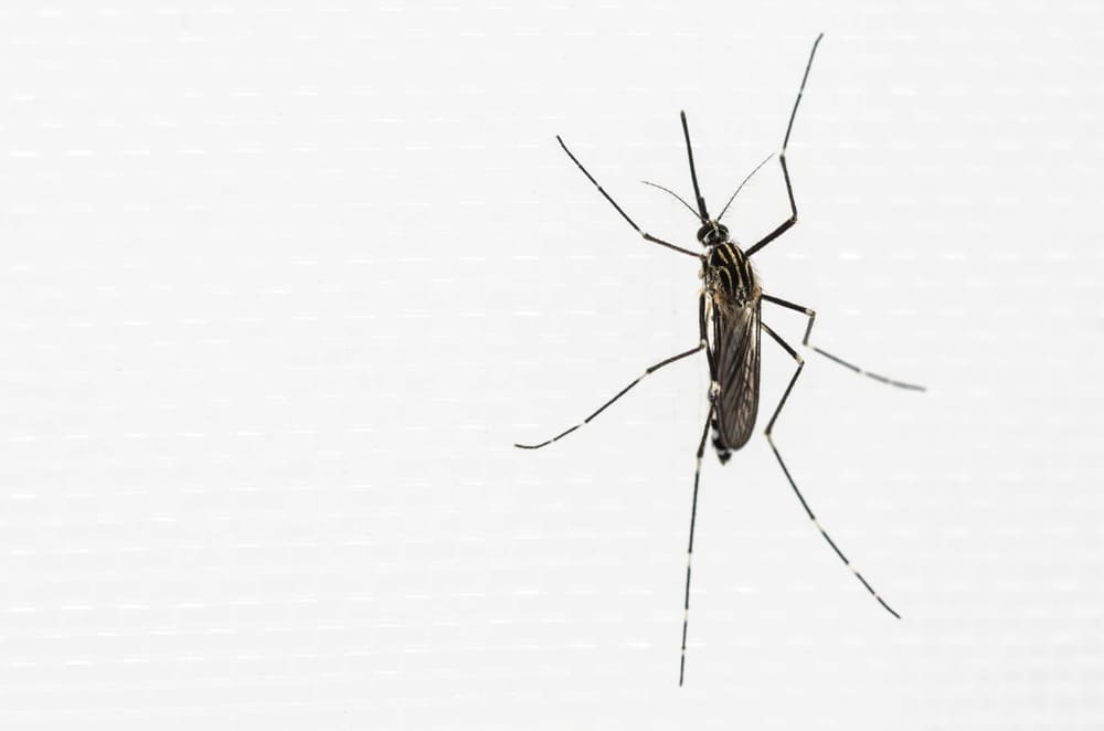 aedes koreicus