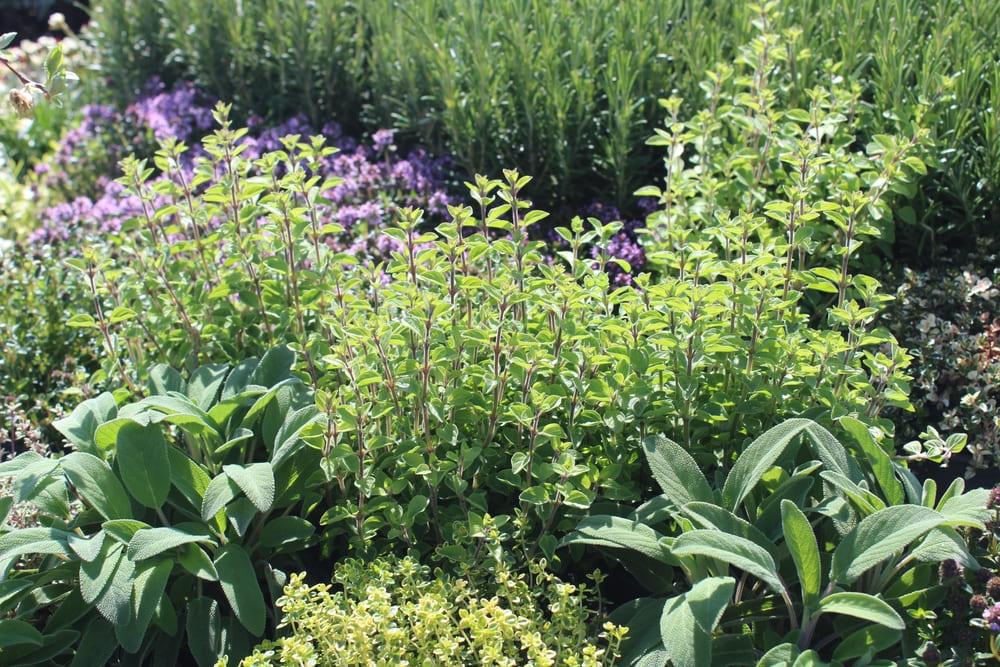 difendi le erbe aromatiche in modo naturale