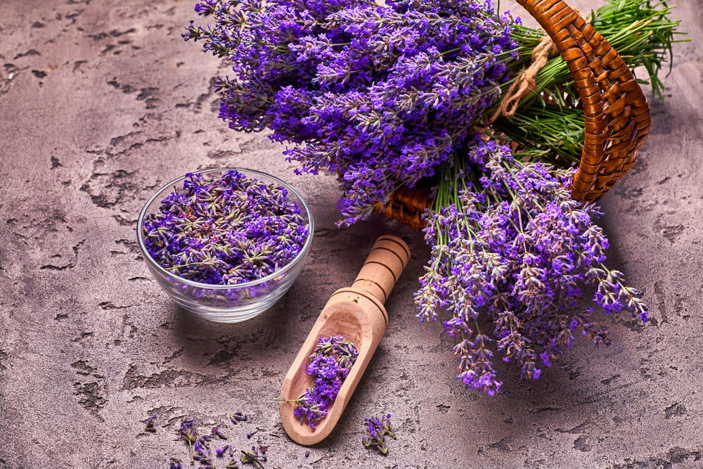 Lavanda per tenere lontani gli infestanti