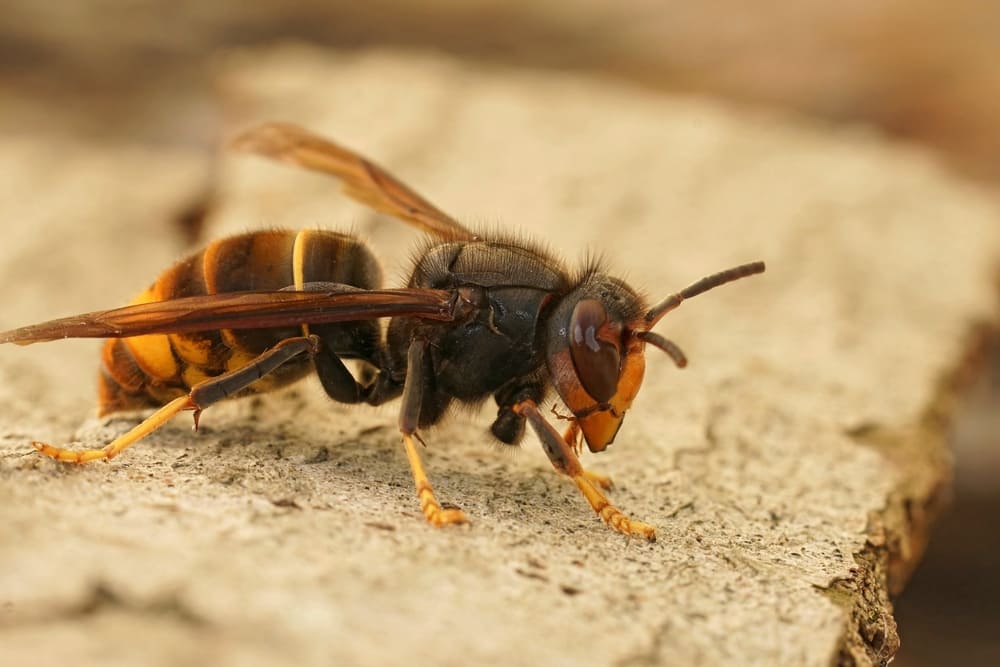 vespa velutina