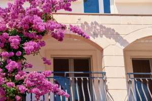 Piante rampicanti per il terrazzo, come curarle?