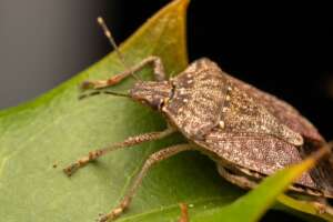 Cimice asiatica (mietitura dei campi)
