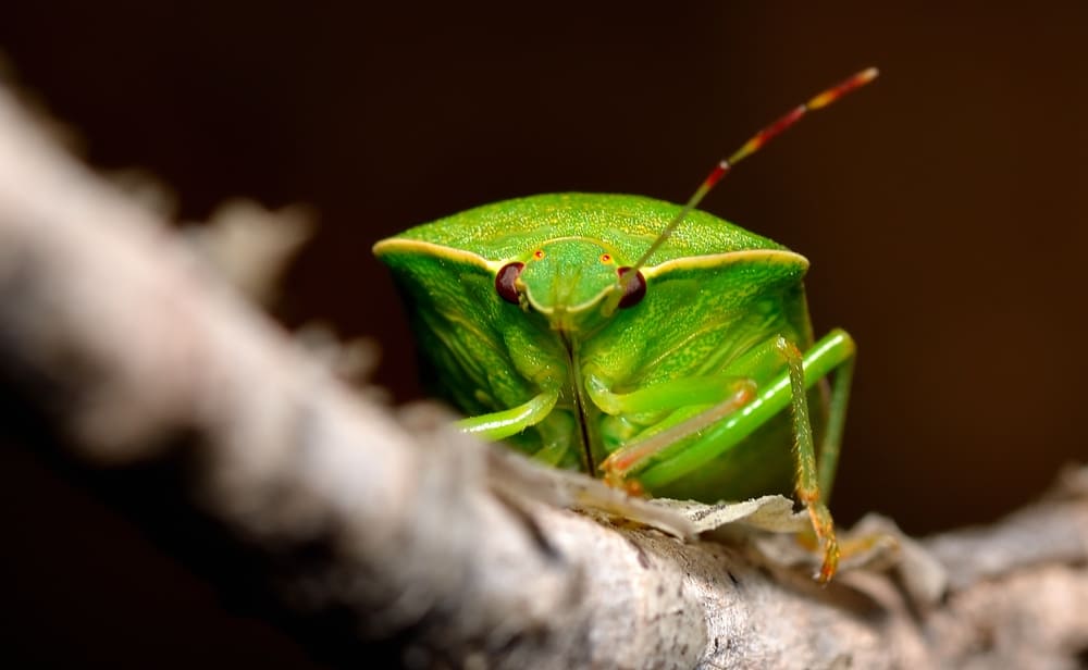 Cimice verde o piattola