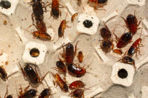 Scarafaggi: 5 curiosità sugli insetti più odiati